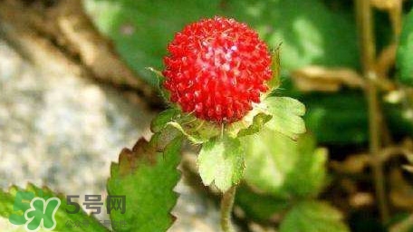 蛇莓有毒嗎？蛇莓有沒有毒