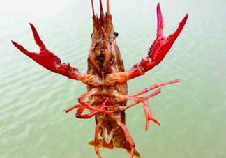 什么時(shí)候釣龍蝦最好？龍蝦幾月份能釣？