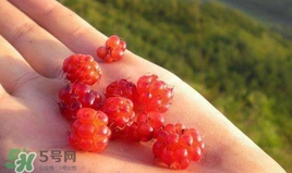 山莓是什么？山莓是水果嗎？
