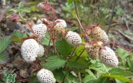 野草莓能吃嗎？野草莓圖片