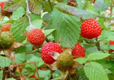 野草莓就是覆盆子嗎？覆盆子和野草莓的區(qū)別