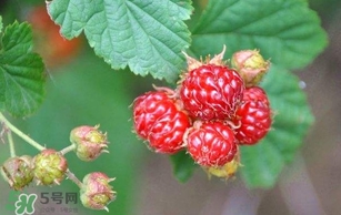 野草莓就是覆盆子嗎？覆盆子和野草莓的區(qū)別