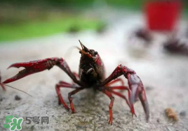 小龍蝦什么時(shí)候最好釣？什么時(shí)候可以釣小龍蝦？