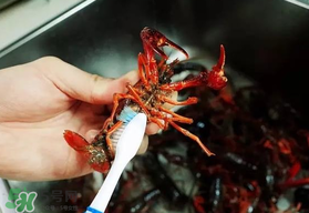 野生小龍蝦什么時候有？野生小龍蝦幾月份有？