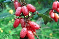 羊奶果怎么吃？羊奶果怎么種
