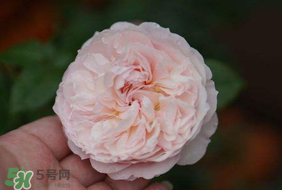 五月份可以種月季嗎？月季五月怎么養(yǎng)？