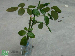 月季5月能插活嗎？月季花五月能插活嗎？