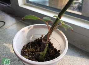 月季5月能插活嗎？月季花五月能插活嗎？