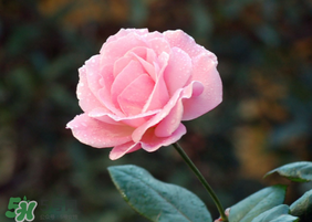 月季花5月扦插當(dāng)年會(huì)開(kāi)花嗎？月季花的花期