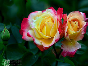 月季花5月扦插當(dāng)年會(huì)開(kāi)花嗎？月季花的花期