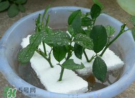 月季花什么時候插最好活？月季花怎么扦插成活率高？