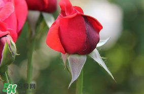 月季從有花苞到開花需要多久？月季花苞到開花要多久？