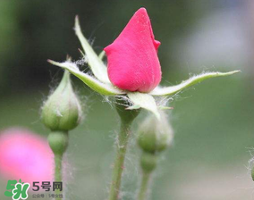 月季從有花苞到開花需要多久？月季花苞到開花要多久？