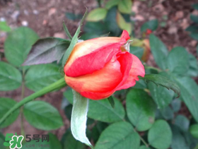 月季從有花苞到開花需要多久？月季花苞到開花要多久？