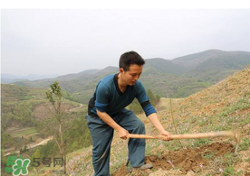 五月份能種樹嗎？五月份種樹能活嗎？