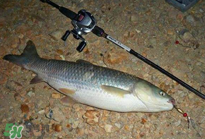 五月份能釣草魚嗎？五月份釣草魚用什么餌料？