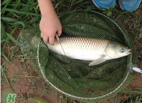 五月份能釣草魚嗎？五月份釣草魚用什么餌料？