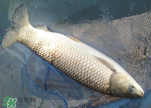 5月份怎么釣草魚？五月份怎么釣草魚？