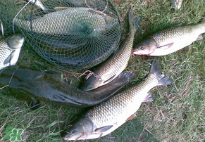 5月份怎么釣草魚？五月份怎么釣草魚？