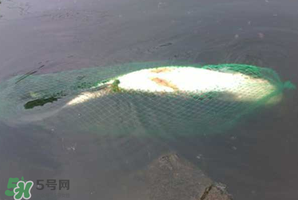 5月份怎么釣草魚？五月份怎么釣草魚？
