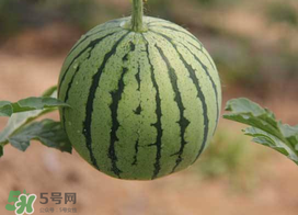 五月份可以種西瓜嗎？五月份怎么種西瓜？