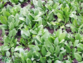?五月份能種菠菜嗎？5月份可以種菠菜嗎？