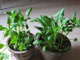 ?五月份能種菠菜嗎？5月份可以種菠菜嗎？