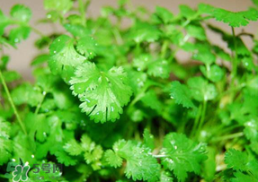 5月份能種香菜嗎？五月份能種香菜嗎？