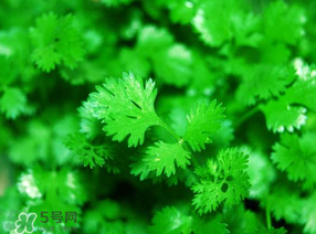 5月份能種香菜嗎？五月份能種香菜嗎？