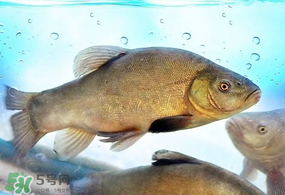 ?五月份吃什么魚？5月份吃什么魚？