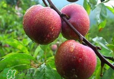 三華李種植幾年可掛果？三華李什么時候種植
