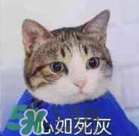 紀梵希黑色頰彩霜怎么樣？紀梵希黑色腮紅多少錢？