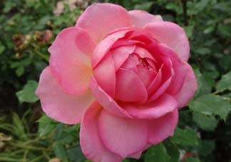 月季花5月扦插當(dāng)年會(huì)開花嗎？月季花的花期
