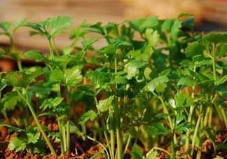 5月份能種香菜嗎？五月份能種香菜嗎？