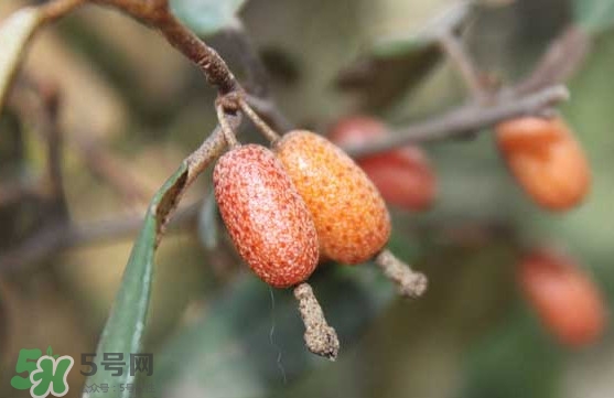 羊奶果怎么吃？羊奶果怎么種