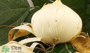 白地瓜孕婦能吃嗎？白地瓜孕婦可以吃嗎