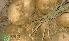 孕婦可以吃土瓜嗎？孕婦能吃土瓜嗎？