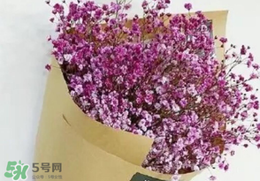 滿天星多少錢一束2017？滿天星多少錢一支2017？