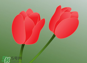母親節(jié)可以送郁金香嗎？為什么母親節(jié)送郁金香？
