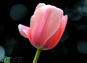 母親節(jié)可以送郁金香嗎？為什么母親節(jié)送郁金香？