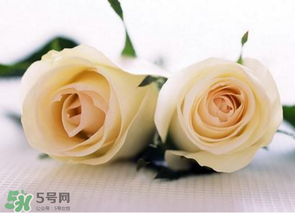 母親節(jié)可以送白玫瑰嗎？白玫瑰適合送什么人？