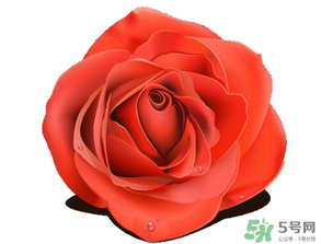 母親節(jié)送什么顏色的玫瑰花？母親節(jié)送幾朵玫瑰花？