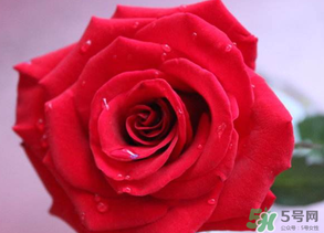 母親節(jié)送什么顏色的玫瑰花？母親節(jié)送幾朵玫瑰花？
