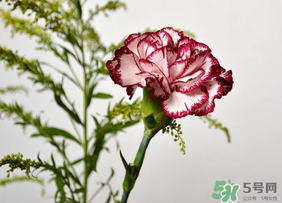 康乃馨可以放多久？康乃馨怎么養(yǎng)？
