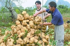 生吃土瓜有什么好處？土瓜生吃的功效與作用