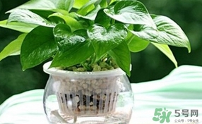綠蘿葉子發(fā)黃怎么辦？綠籮多久澆一次水？