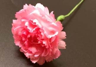 母親節(jié)可以送紙做的康乃馨嗎？康乃馨怎么折？