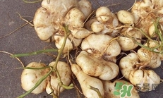 生吃土瓜有什么好處？土瓜生吃的功效與作用