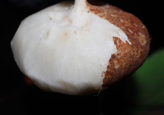 生吃土瓜有什么好處？土瓜生吃的功效與作用