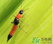 隱翅蟲和蚊蟲的區(qū)別？隱翅蟲和蚊蟲有什么不一樣？